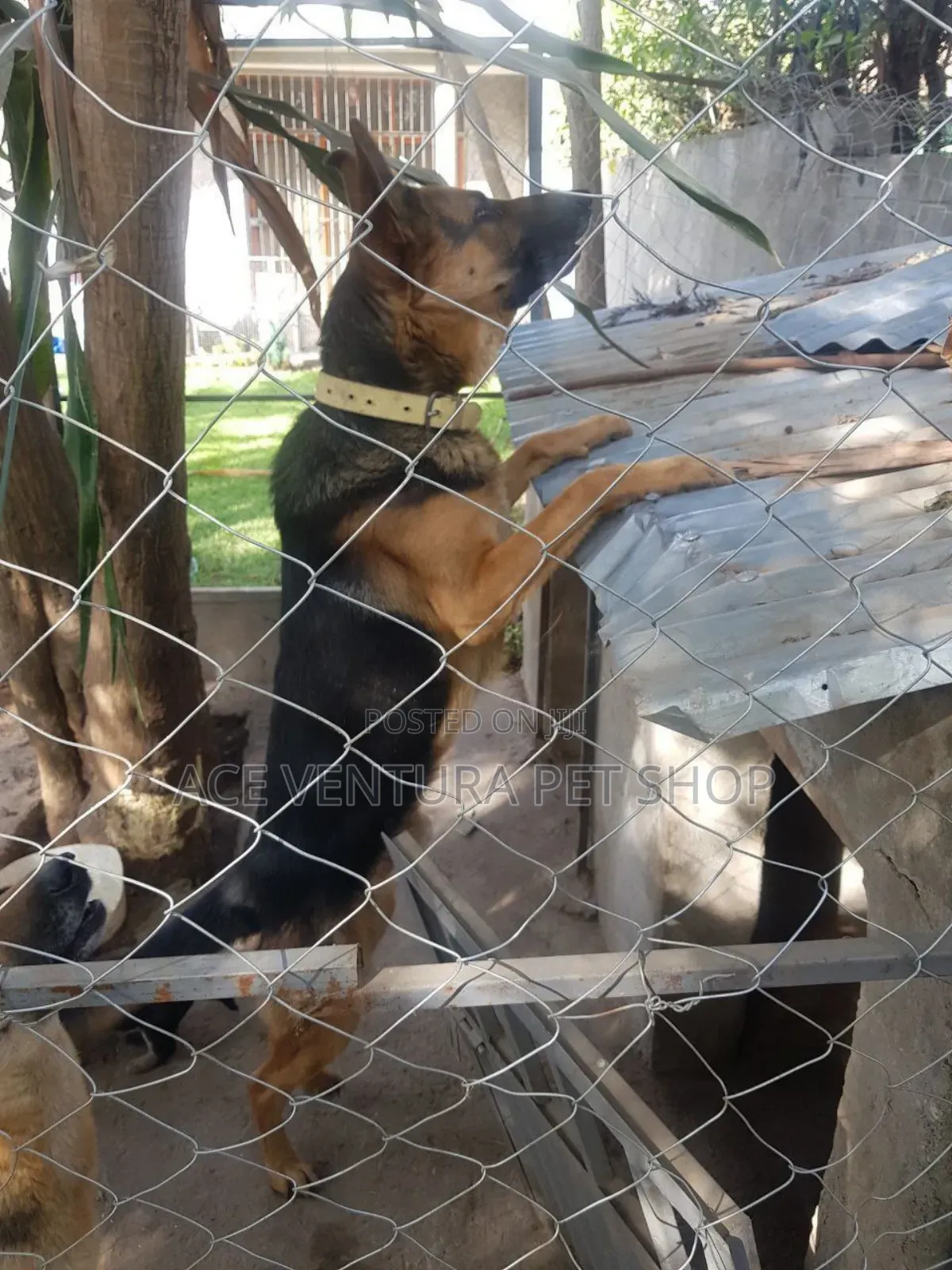 1-3 months Male Purebred German Shepherd