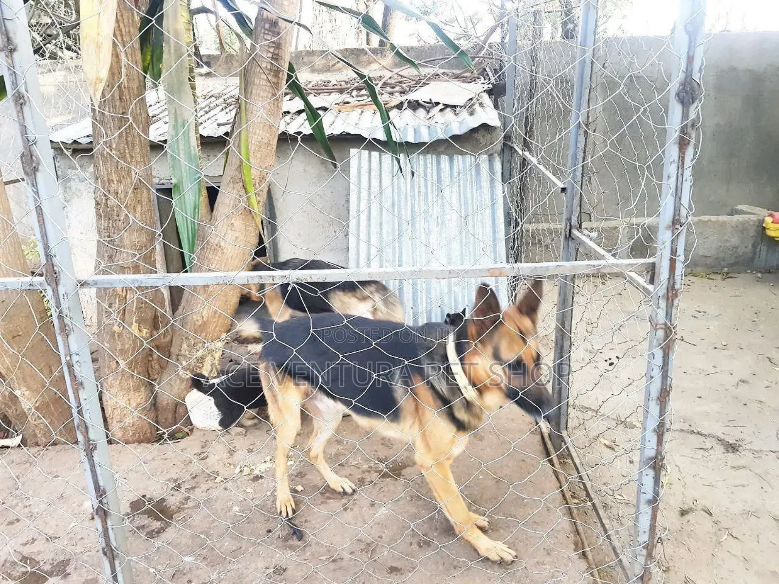 1-3 months Male Purebred German Shepherd