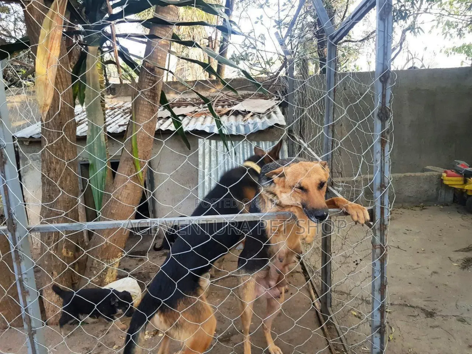 1-3 months Male Purebred German Shepherd