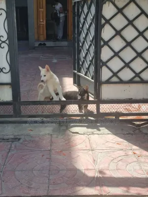 1-3 months Male Purebred German Shepherd