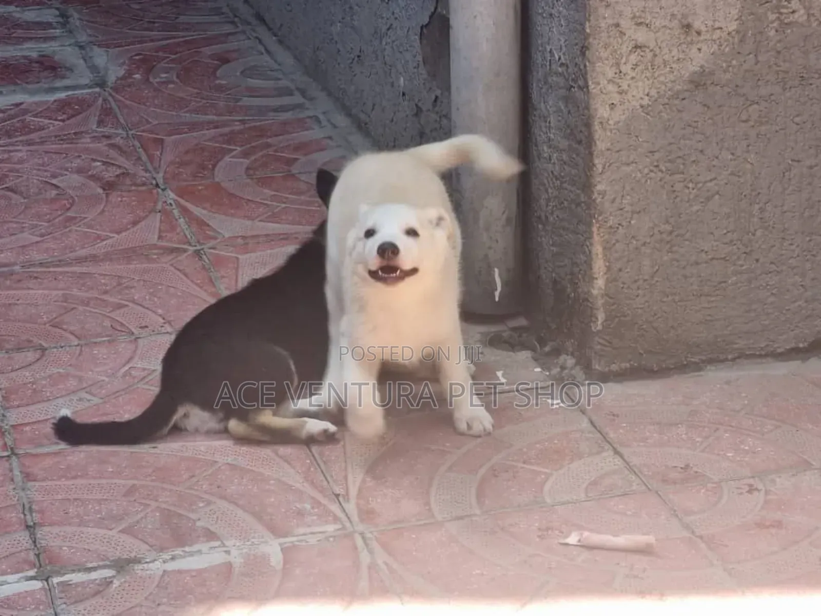 1-3 months Male Purebred German Shepherd