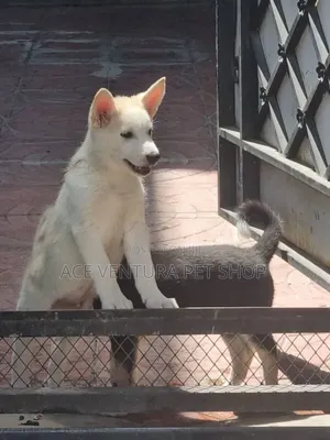 1-3 months Male Purebred German Shepherd