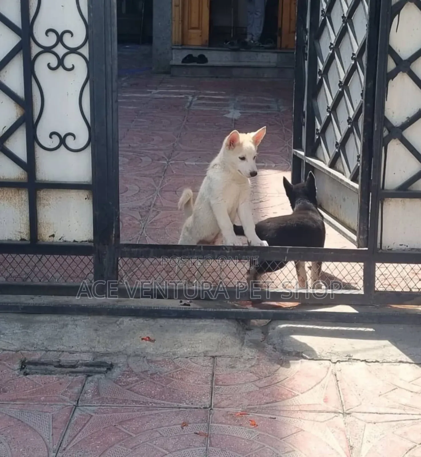 1-3 months Male Purebred German Shepherd