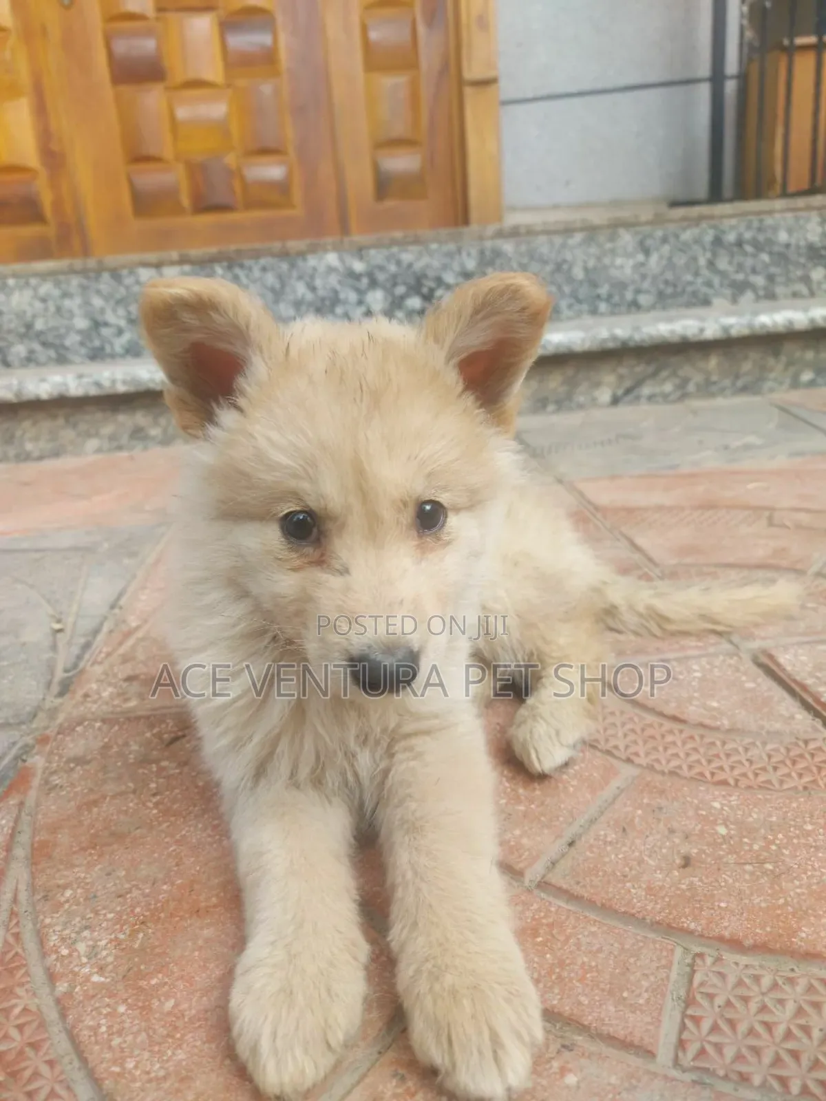 1-3 months Male Purebred German Shepherd