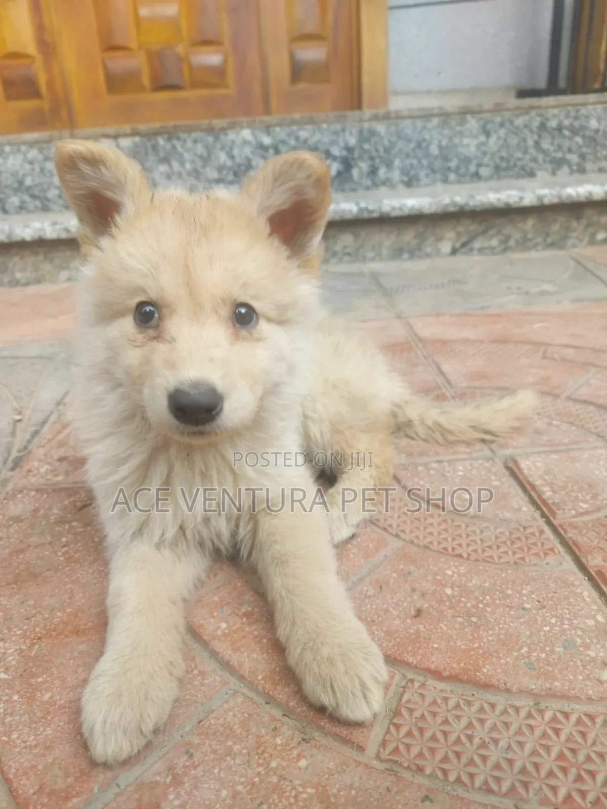 1-3 months Male Purebred German Shepherd