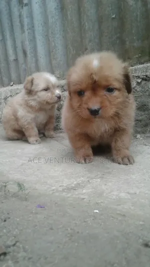 Photo - 1-3 months Male Purebred Maltese