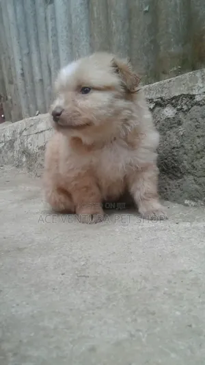 1-3 months Male Purebred Maltese
