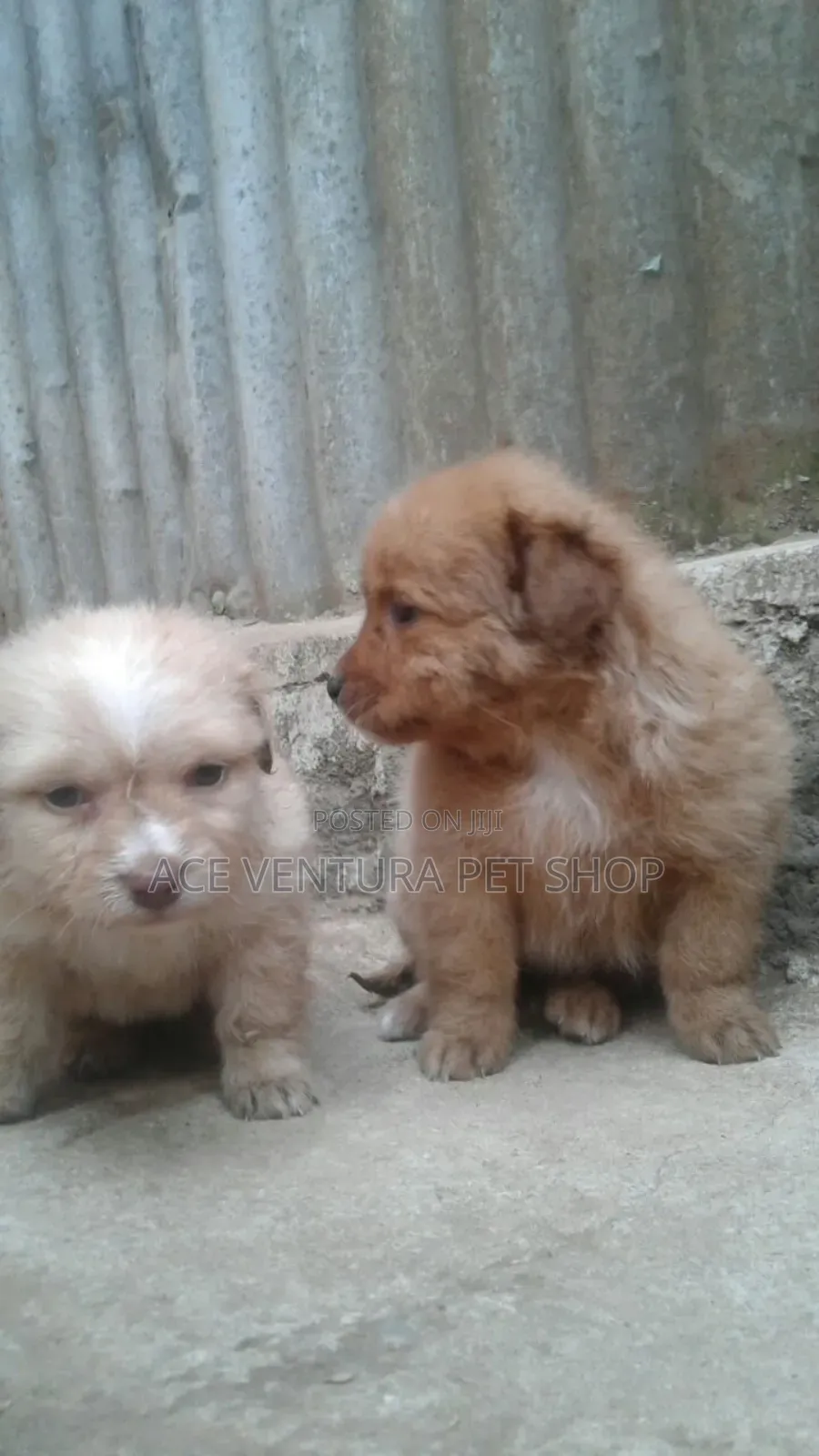 1-3 months Male Purebred Maltese