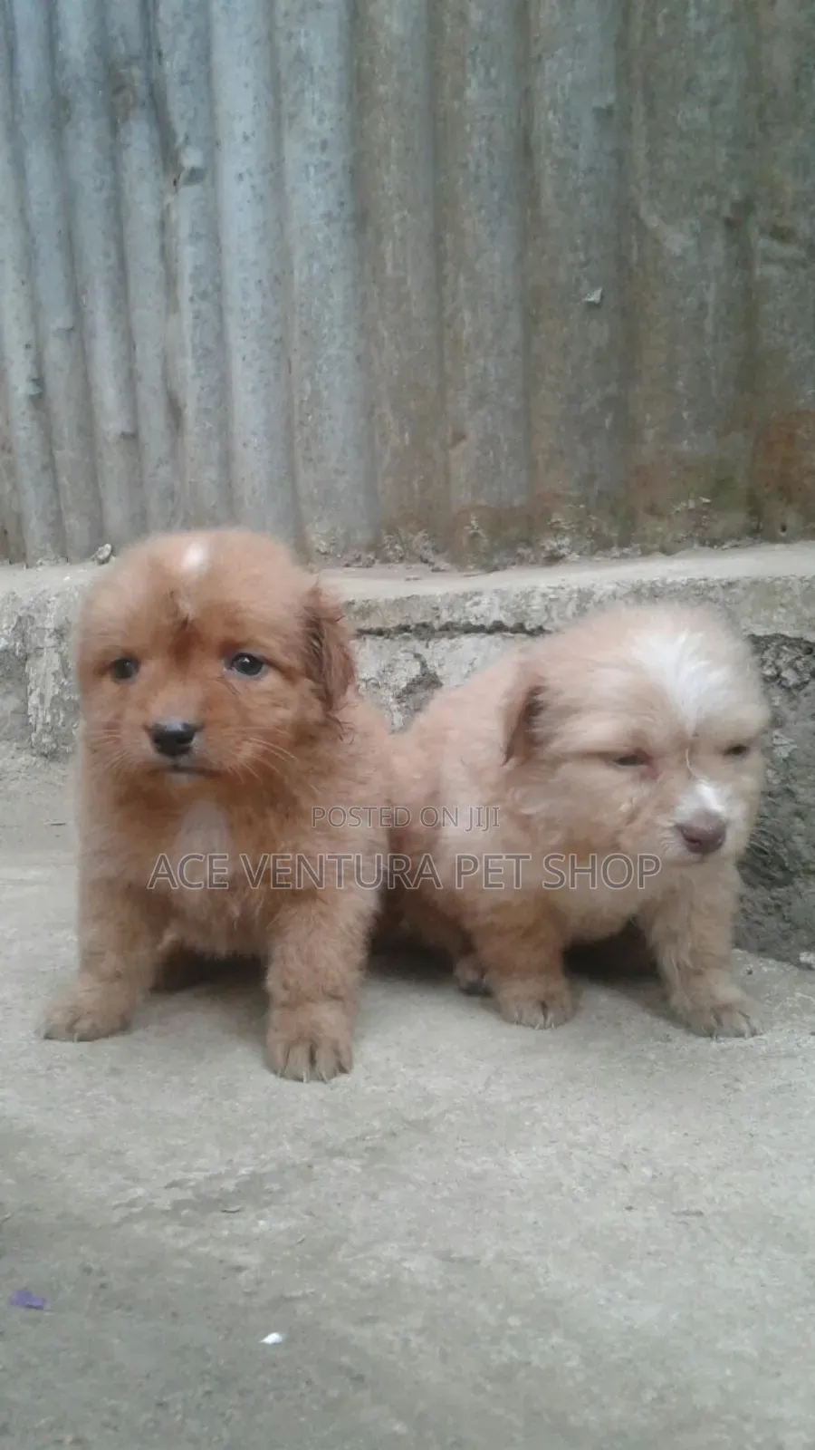 1-3 months Male Purebred Maltese