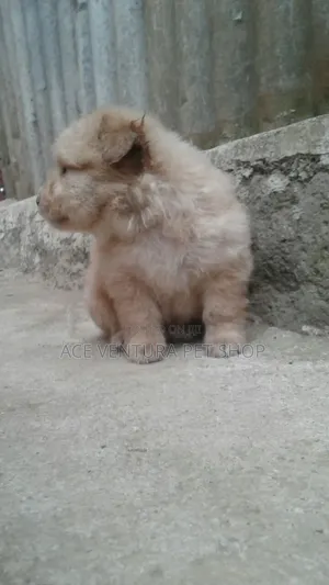 1-3 months Male Purebred Maltese