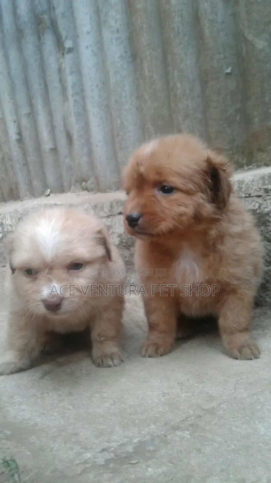 1-3 months Male Purebred Maltese