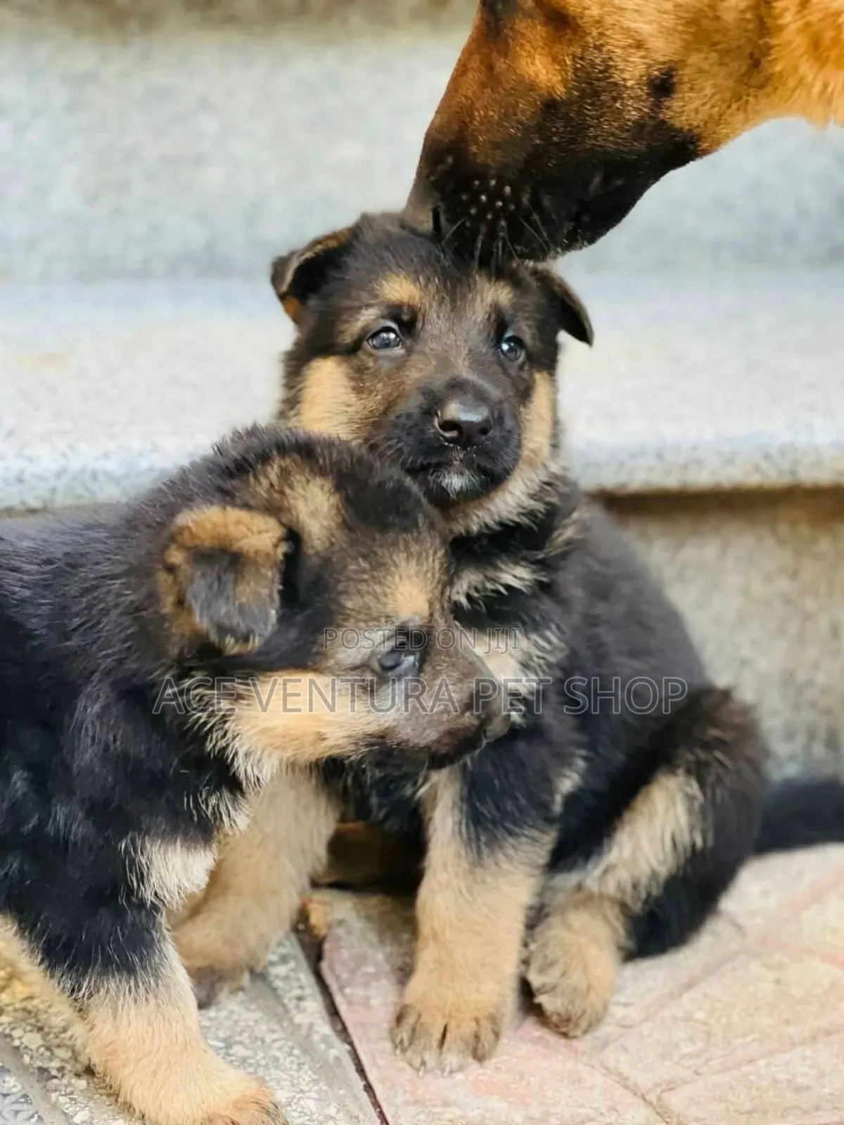 1-3 months Male Purebred German Shepherd