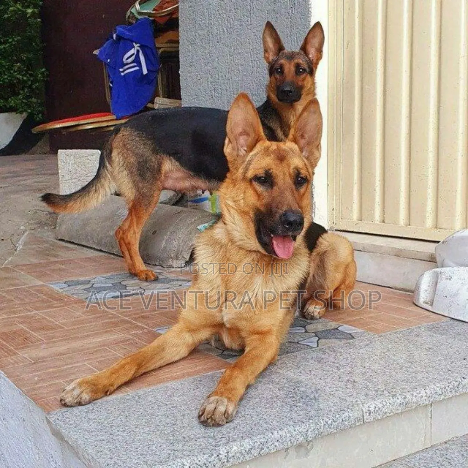 1-3 months Male Purebred German Shepherd