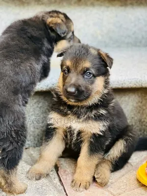 1-3 months Male Purebred German Shepherd