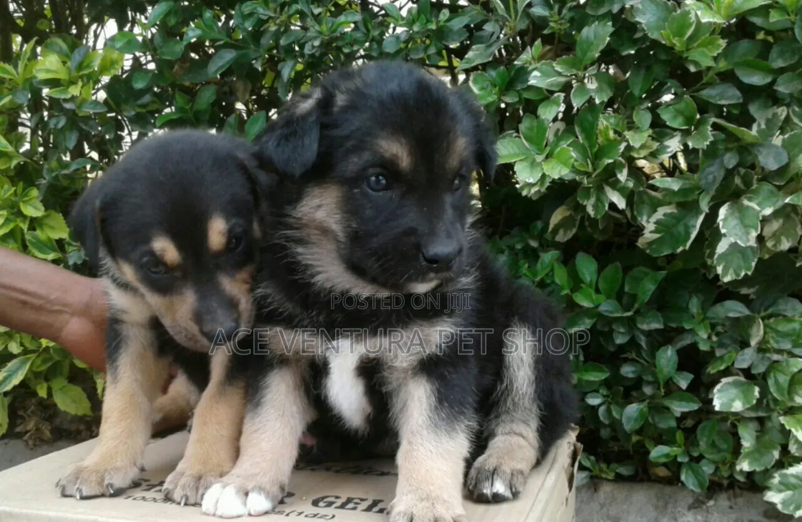 1-3 months Male Purebred German Shepherd