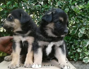 1-3 months Male Purebred German Shepherd