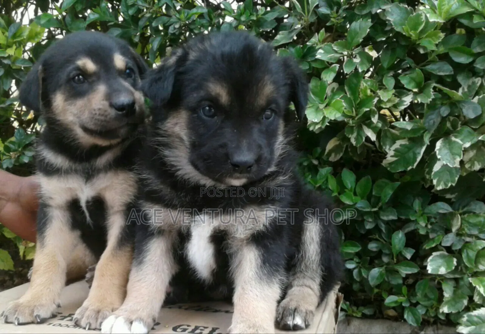 1-3 months Male Purebred German Shepherd