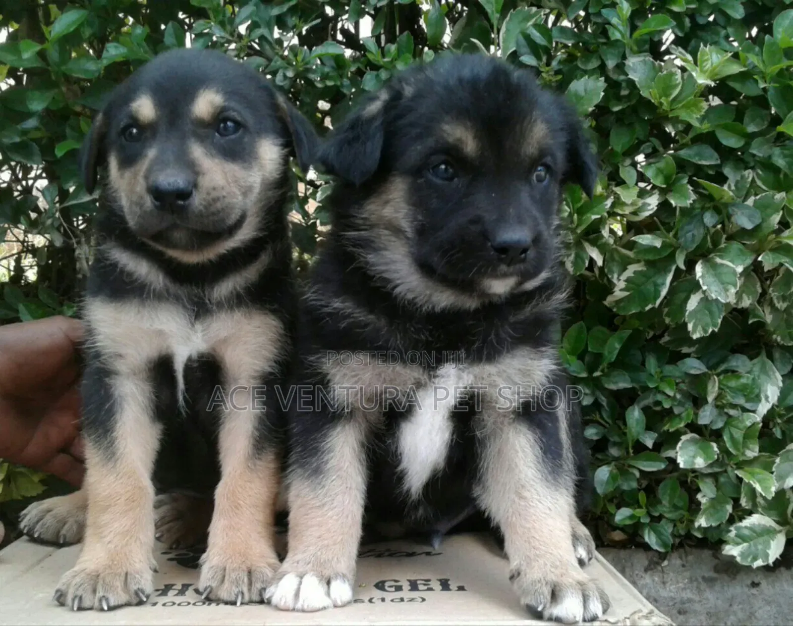 1-3 months Male Purebred German Shepherd