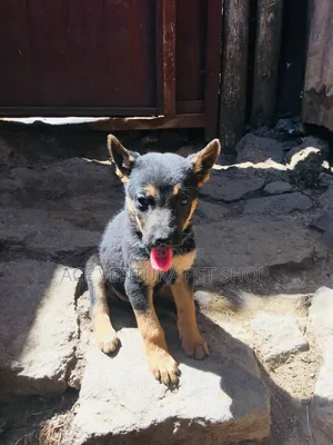 Photo - 1-3 months Male Purebred German Shepherd