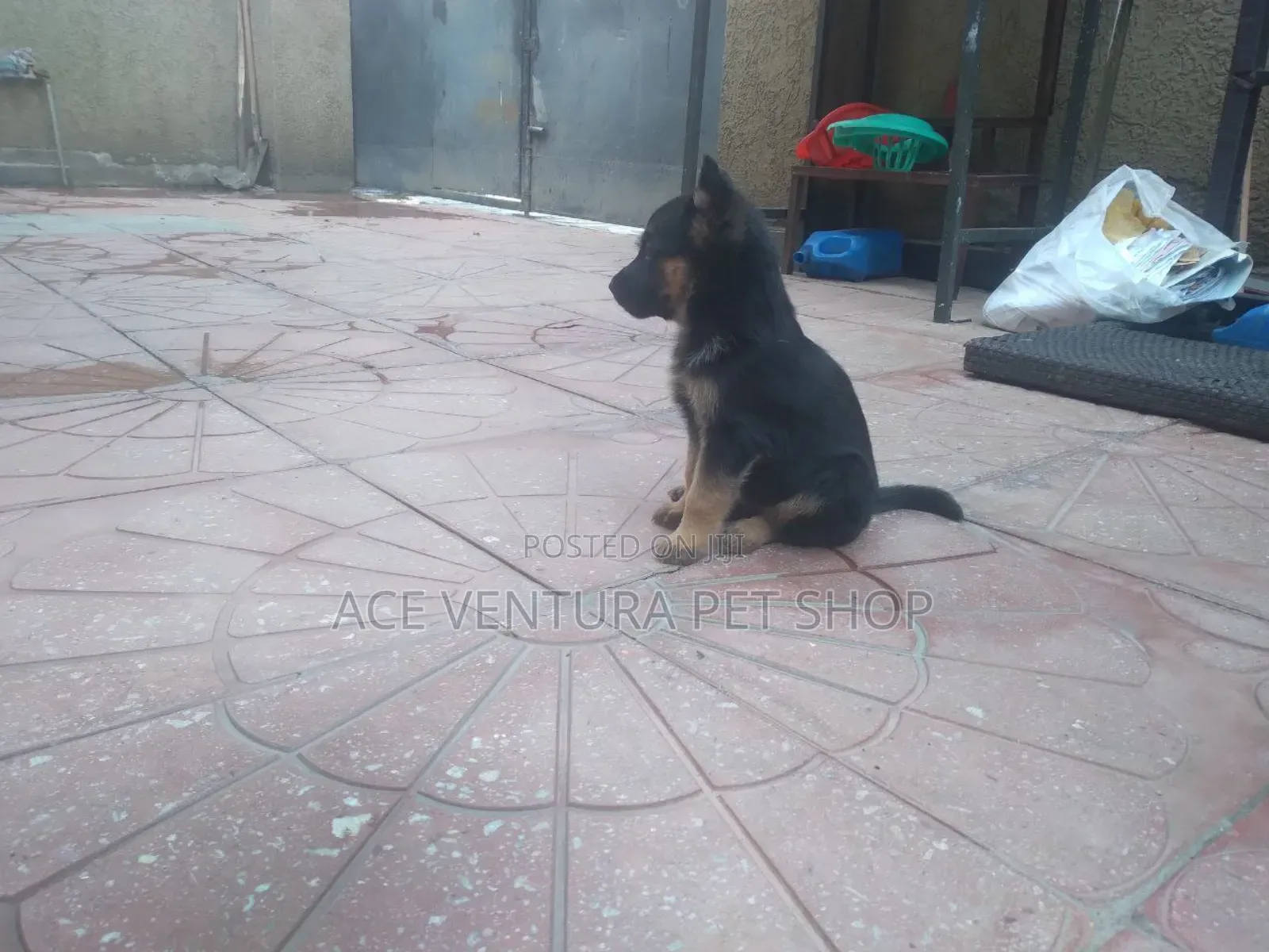 1-3 months Male Purebred German Shepherd