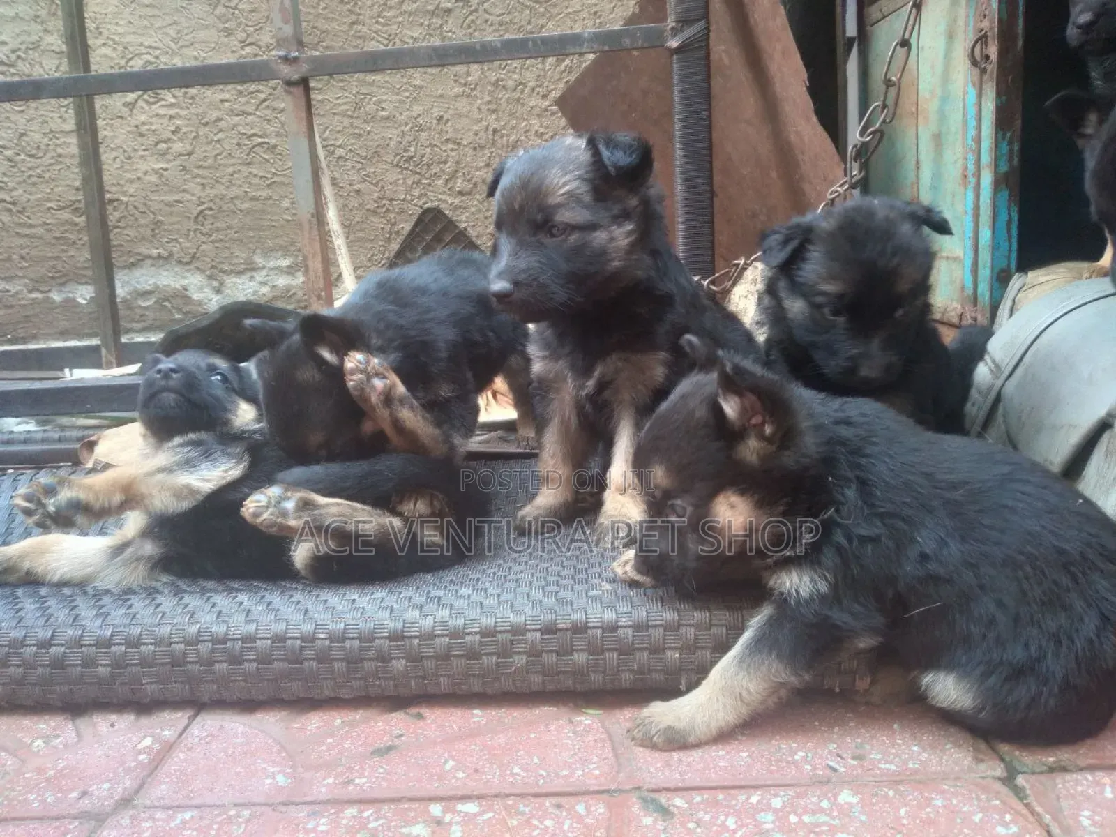 1-3 months Male Purebred German Shepherd