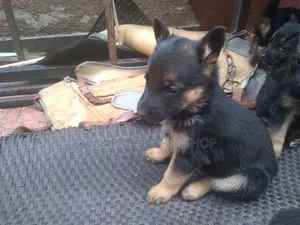 1-3 months Male Purebred German Shepherd