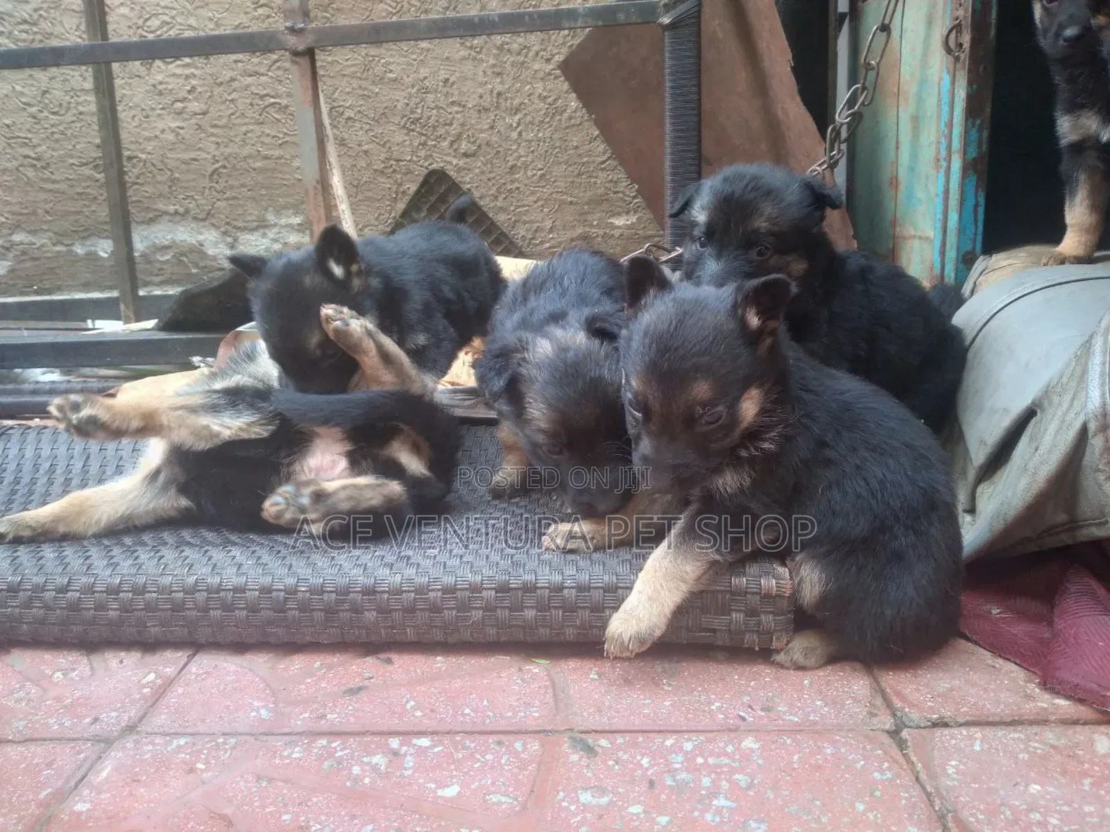 1-3 months Male Purebred German Shepherd