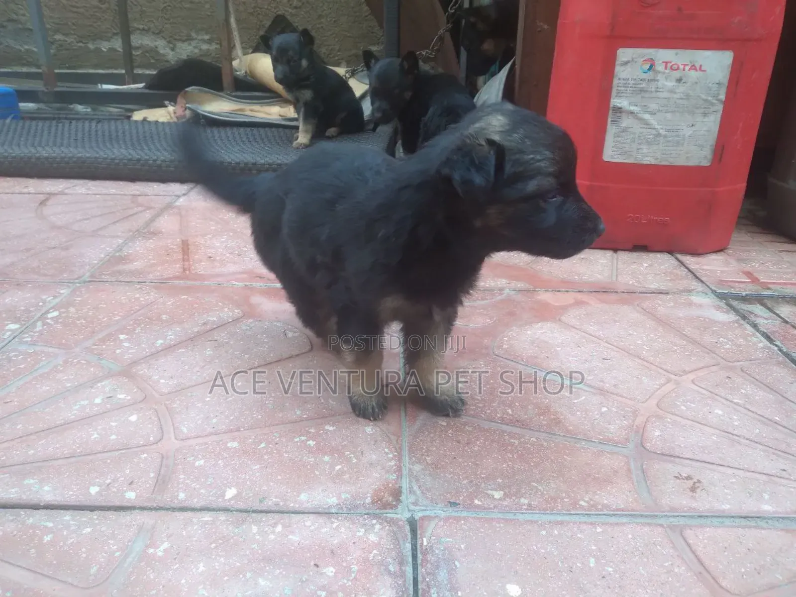 1-3 months Male Purebred German Shepherd