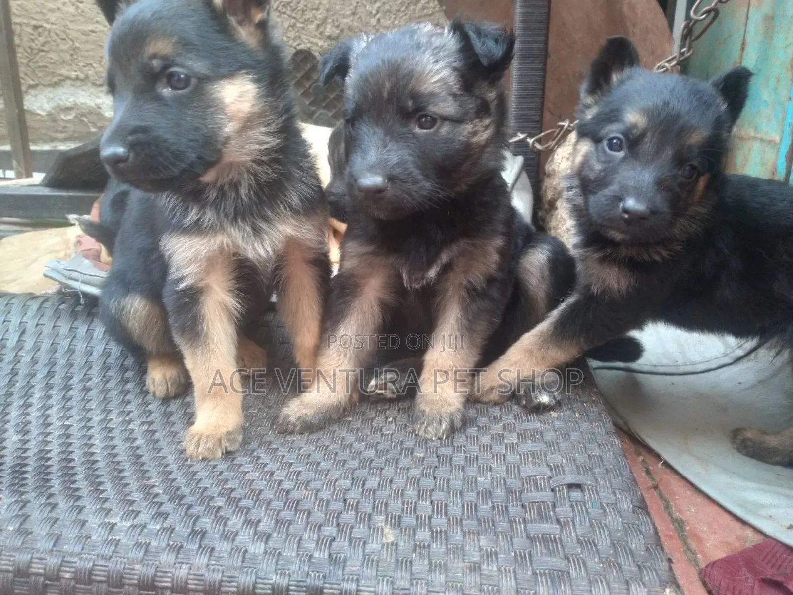 1-3 months Male Purebred German Shepherd