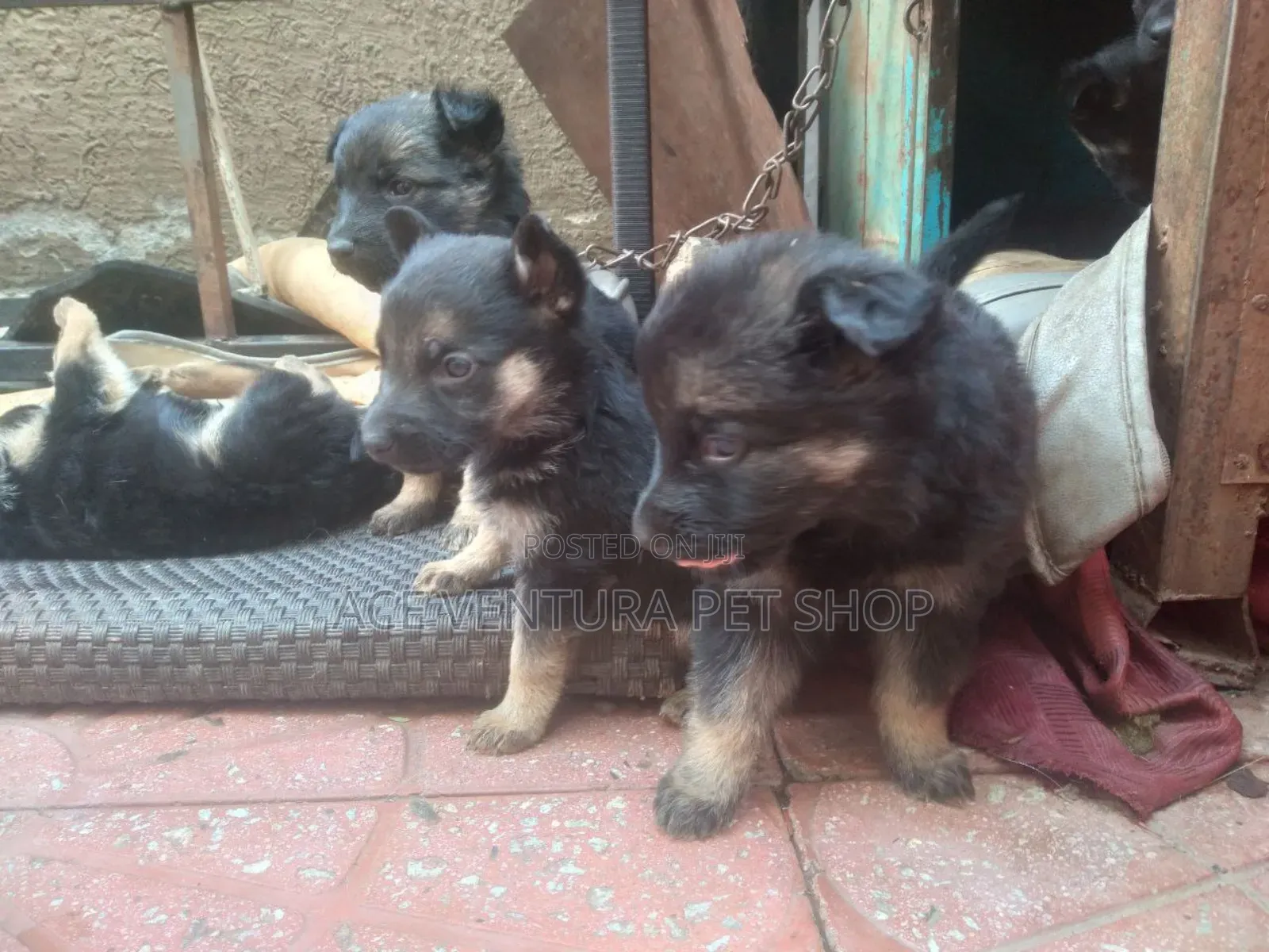 1-3 months Male Purebred German Shepherd