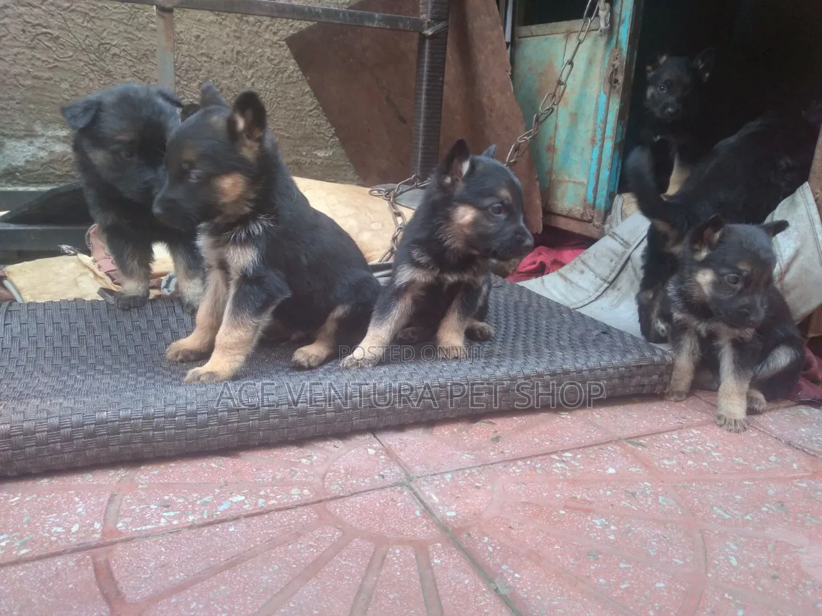 1-3 months Male Purebred German Shepherd