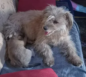 Photo - 1-3 months Male Purebred Maltese