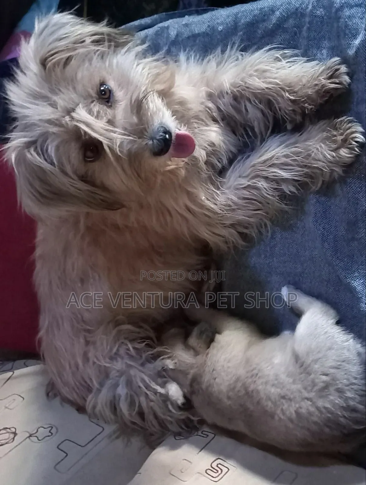 1-3 months Male Purebred Maltese