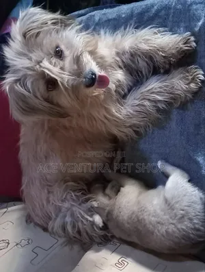 1-3 months Male Purebred Maltese