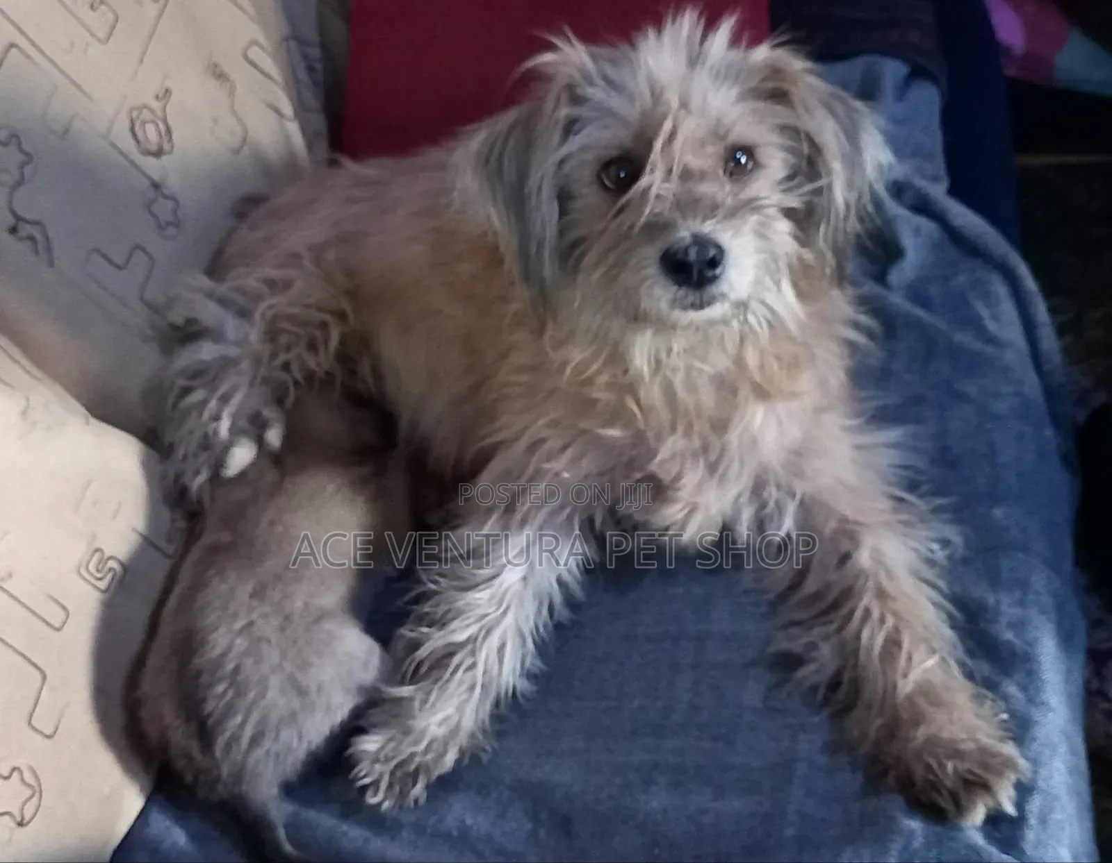 1-3 months Male Purebred Maltese