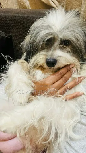 1-3 months Male Purebred Maltese