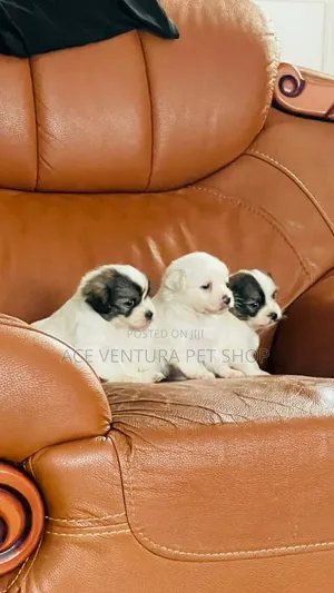 1-3 months Male Purebred Maltese