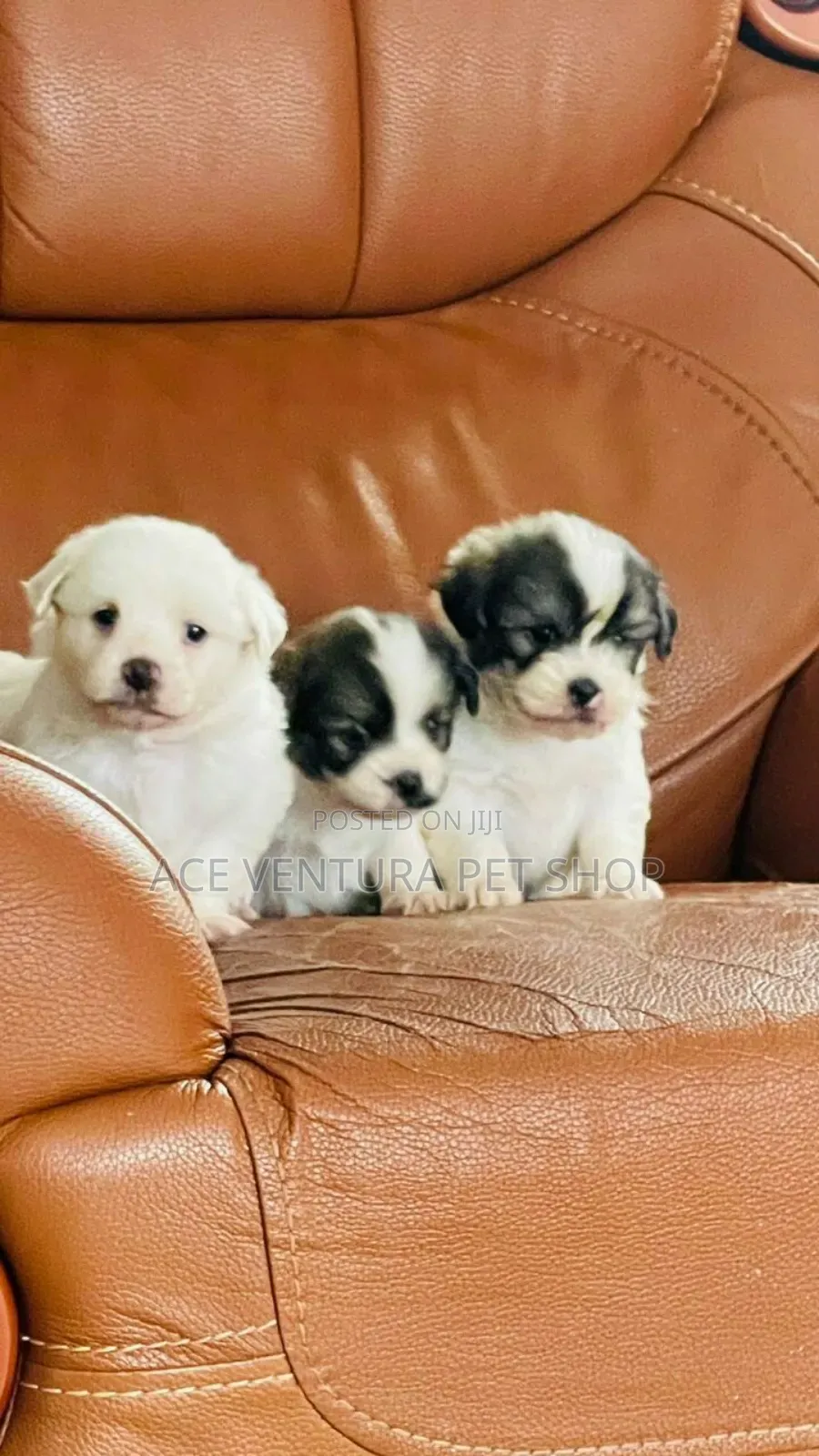 1-3 months Male Purebred Maltese