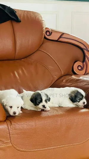 1-3 months Male Purebred Maltese