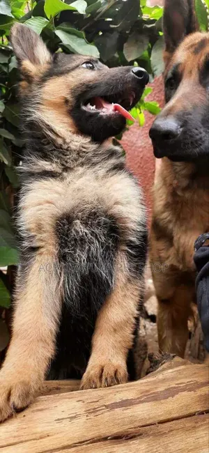 Photo - 1-3 months Male Purebred German Shepherd