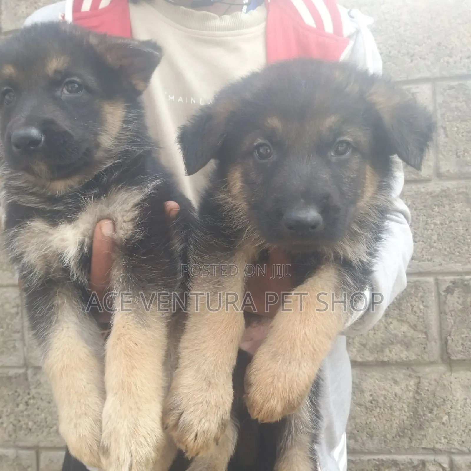 1-3 months Male Purebred German Shepherd