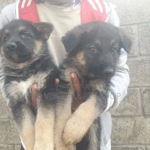 1-3 months Male Purebred German Shepherd