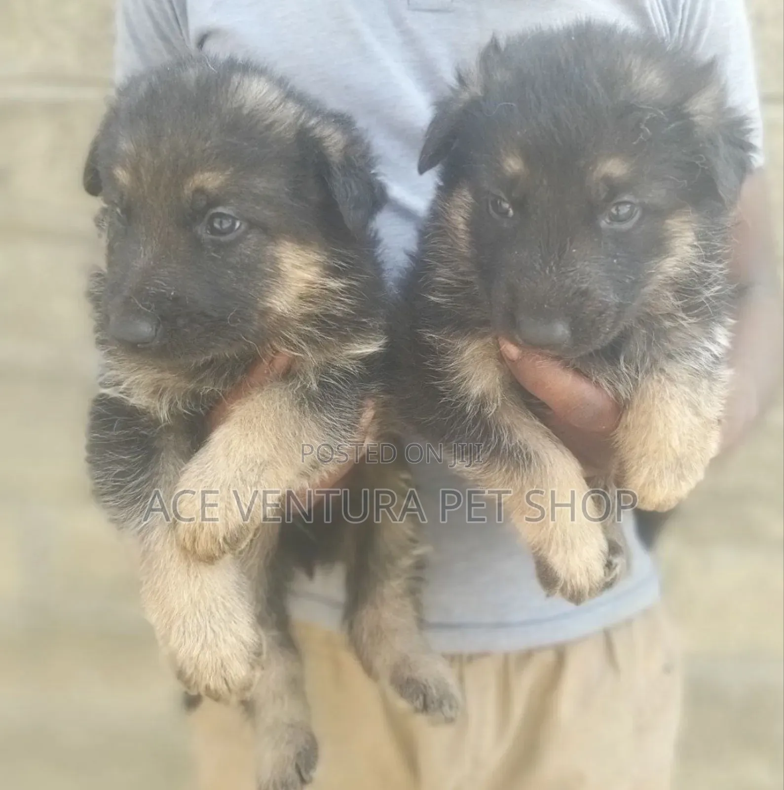 1-3 months Male Purebred German Shepherd