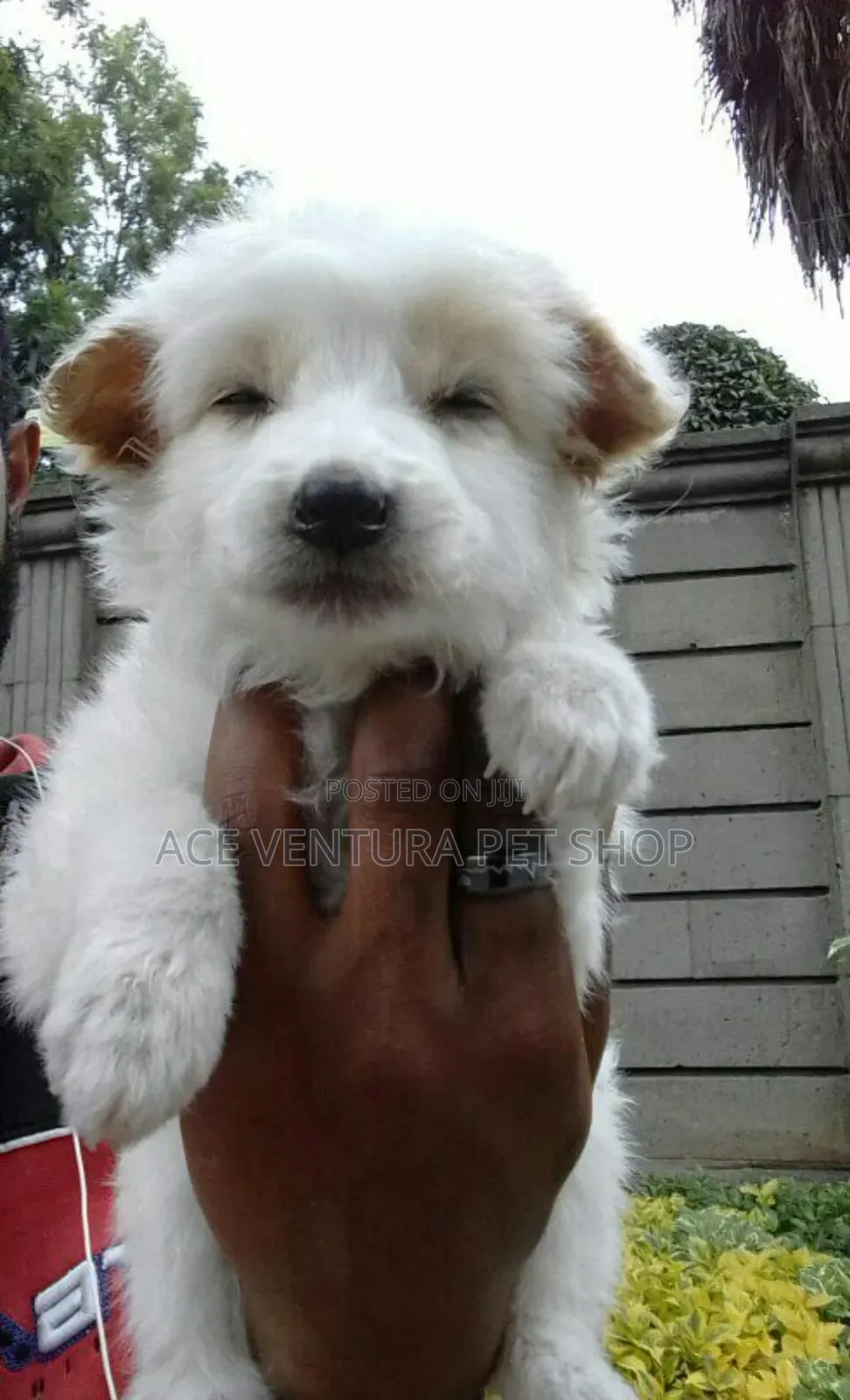 1-3 months Male Purebred Maltese