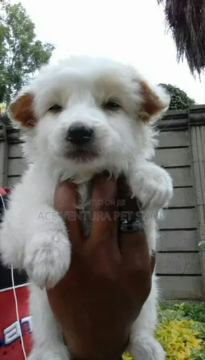 1-3 months Male Purebred Maltese