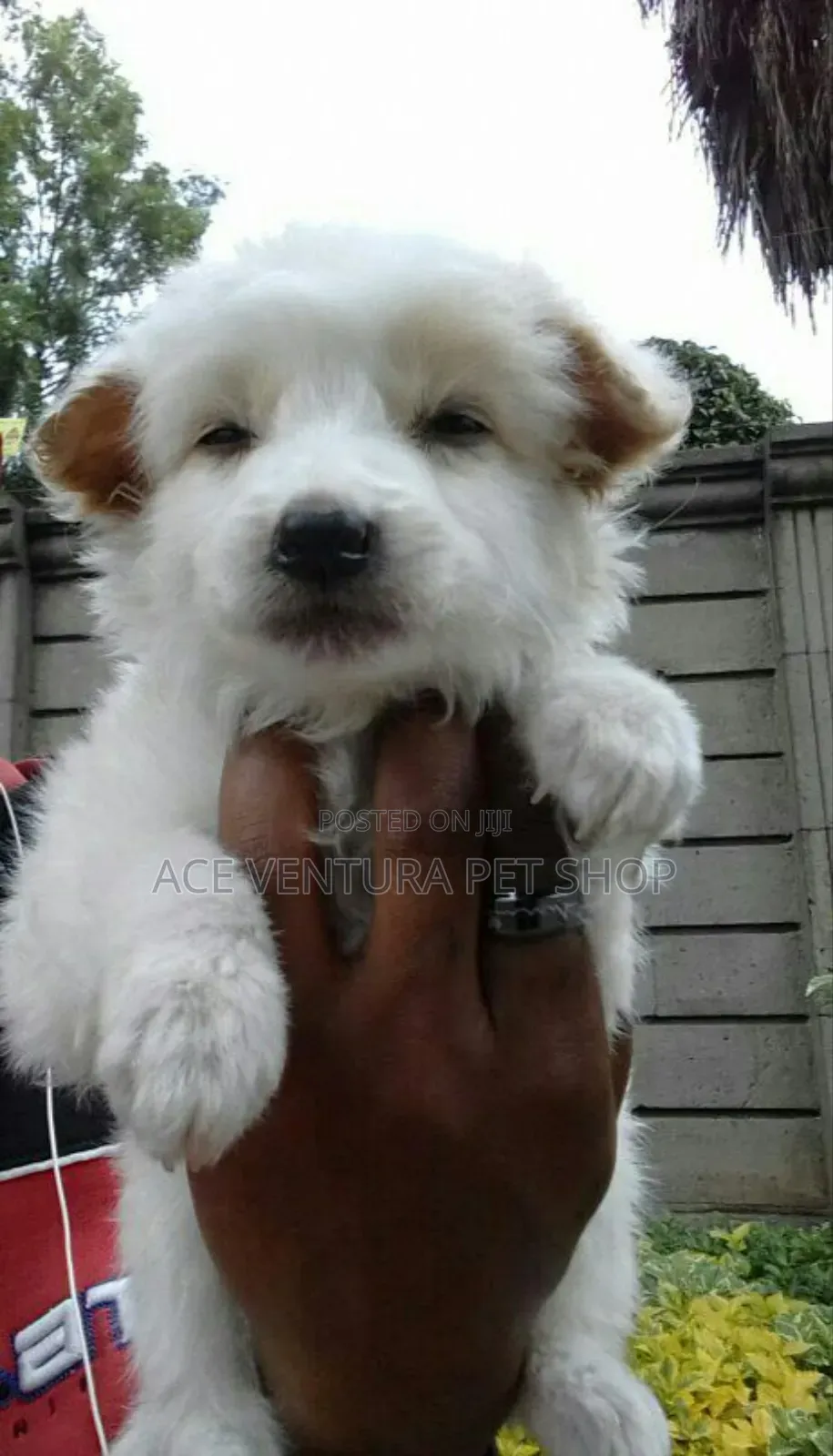 1-3 months Male Purebred Maltese