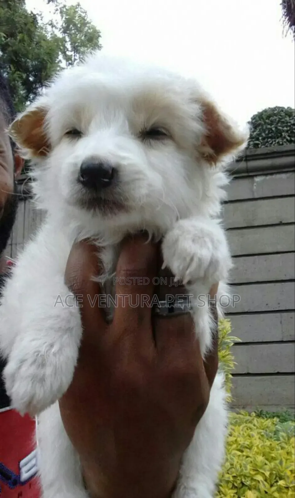 1-3 months Male Purebred Maltese