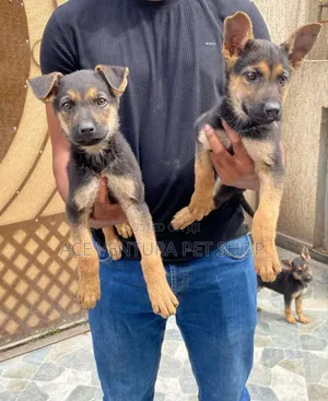 Photo - 1-3 months Male Purebred German Shepherd