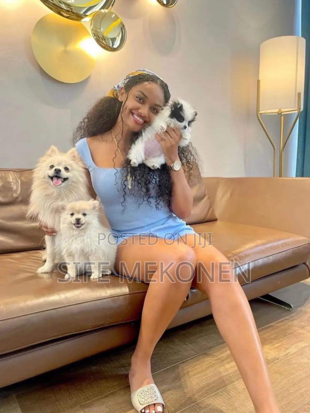 1-3 months Male Purebred Pomeranian