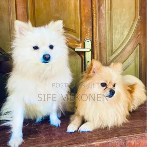 1-3 months Male Purebred Pomeranian